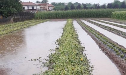 Maltempo nel Varesotto, Coldiretti nei campi per la conta dei danni