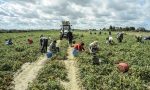 Nuovo focolaio Covid: 97 positivi in azienda agricola Mantovana