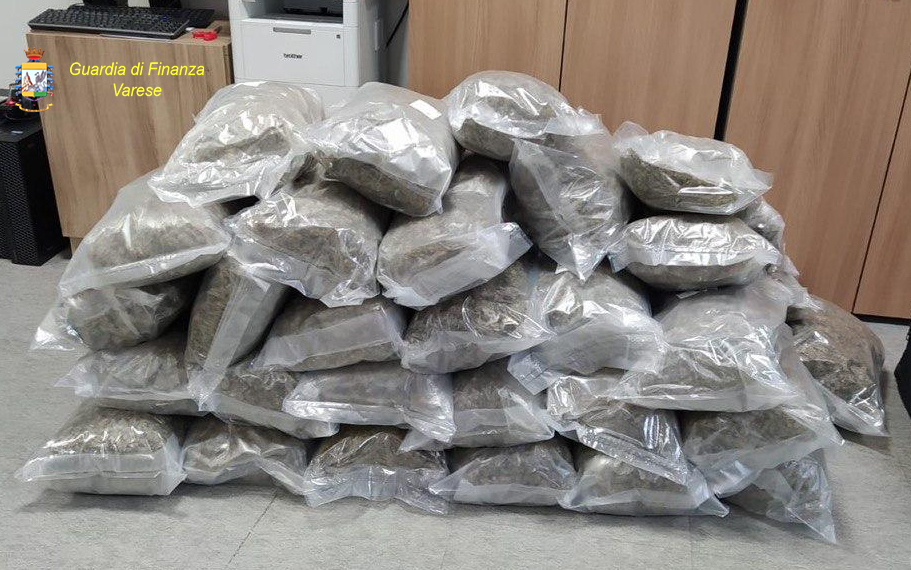 Nella cantina di casa 53 chili di marijuana, arrestato a Malnate