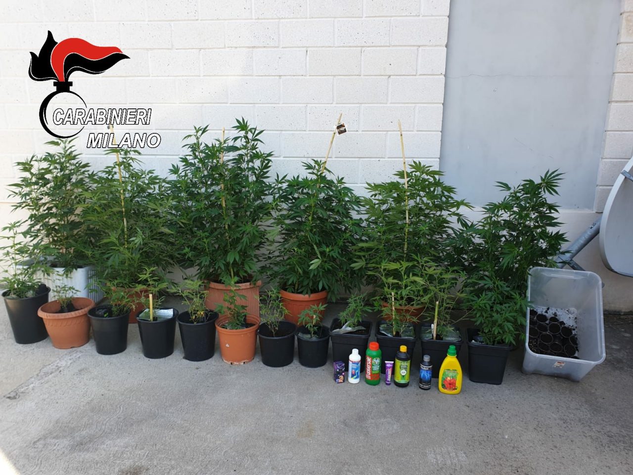 Fermato a Garbagnate, in casa a Caronno 18 piante di marijuana