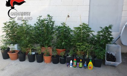 Fermato a Garbagnate, in casa a Caronno 18 piante di marijuana