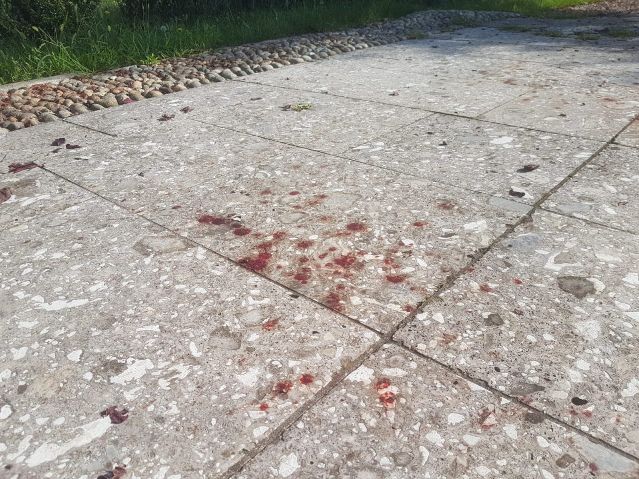 sangue ad abbiate