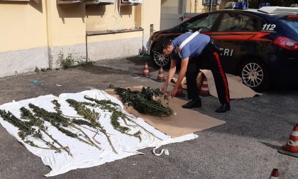 Foresta di marijuana sul terrazzo, denunciato russo residente a Saronno
