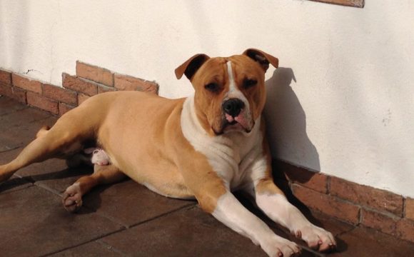 Quindici cani in casa a Cogliate: troppi, sequestrati tutti