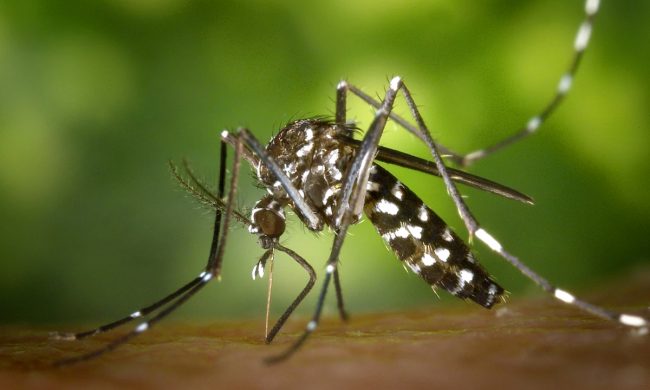 Caso di Dengue fra Legnano e Castellanza, scattano le contromisure