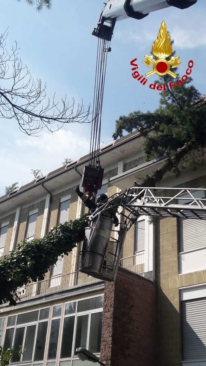 abete crollato a lavena ponte tresa