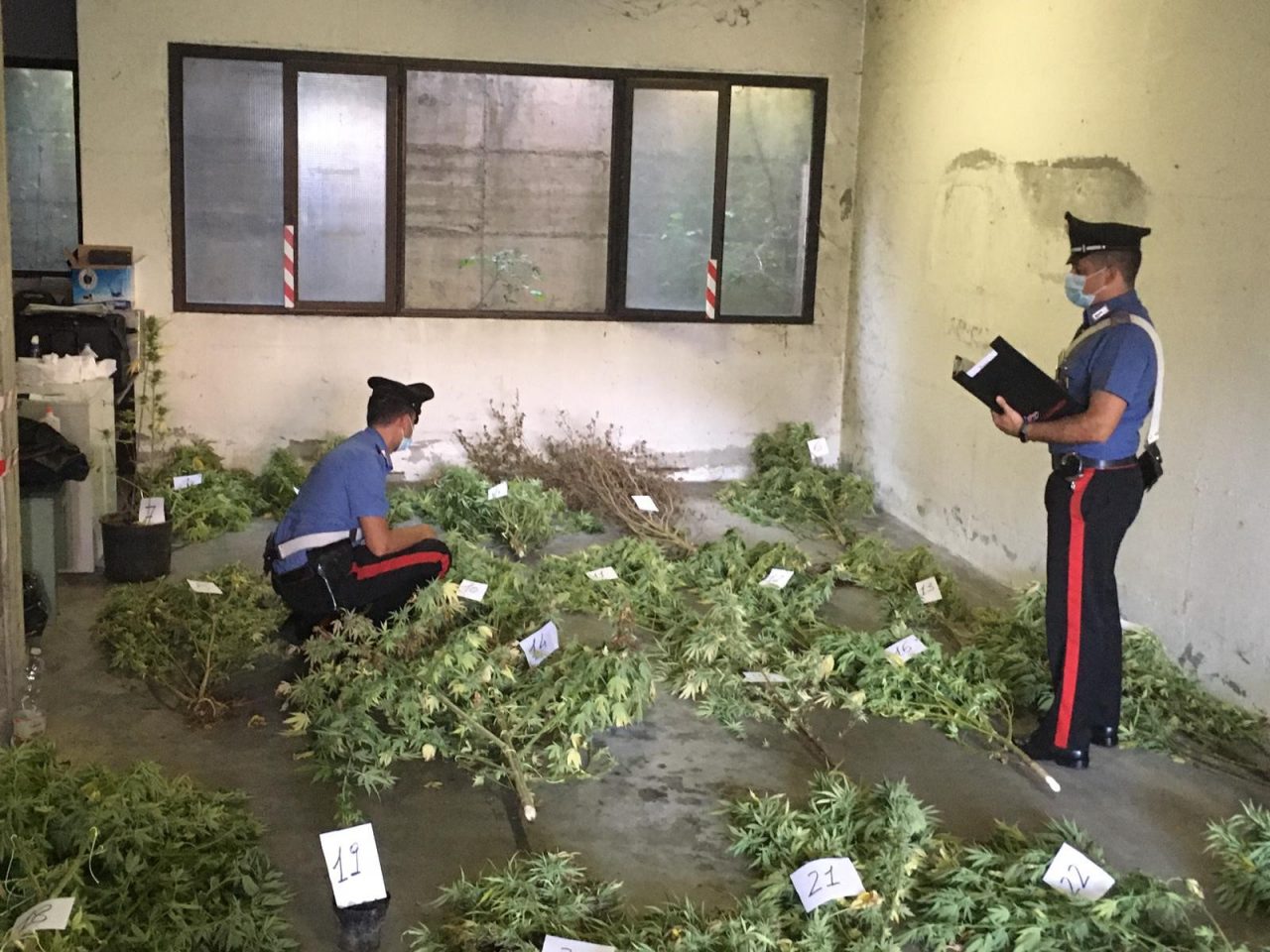 campo di canapa a limido comasco carabinieri