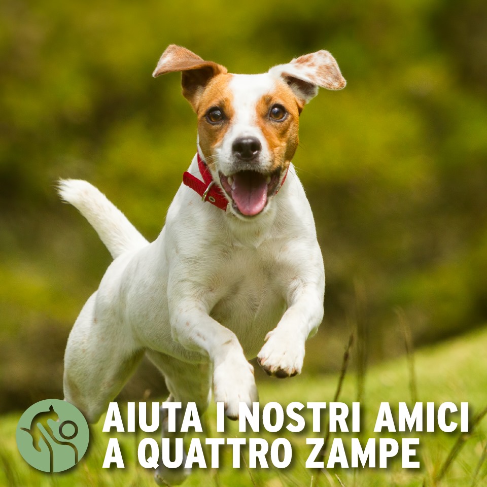 Cena di beneficenza per sostenere il canile di Uboldo