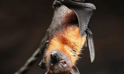 Sabato sera alla scoperta dei pipistrelli alla Colonia Rossi con la Bat Night