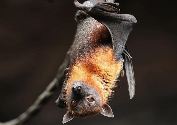 Sabato sera alla scoperta dei pipistrelli alla Colonia Rossi con la Bat Night