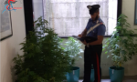Nove piante di marijuana in casa: denunciato un locatese e arrestato il suo "aiutante"