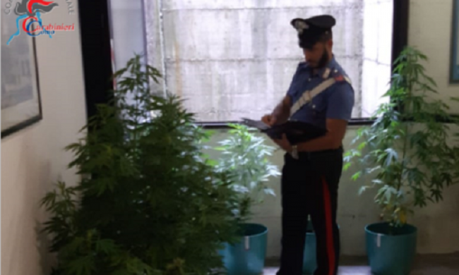 Nove piante di marijuana in casa: denunciato un locatese e arrestato il suo “aiutante”