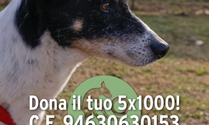 Il Covid mette in ginocchio il rifugio per cani di Uboldo: l'appello per la raccolta fondi