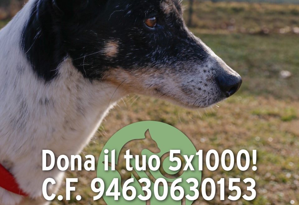 Il Covid mette in ginocchio il rifugio per cani di Uboldo: l’appello per la raccolta fondi