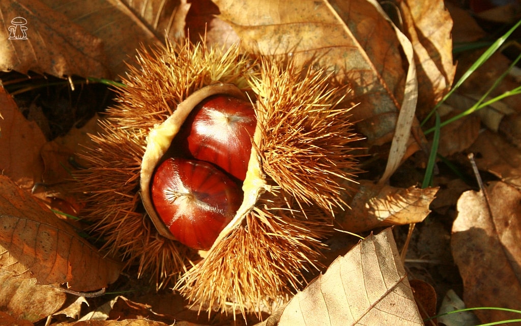 Le castagne tornano nei boschi prealpini dopo anni di sofferenza
