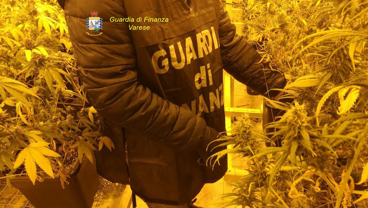 due serre di marijuana sequestrate