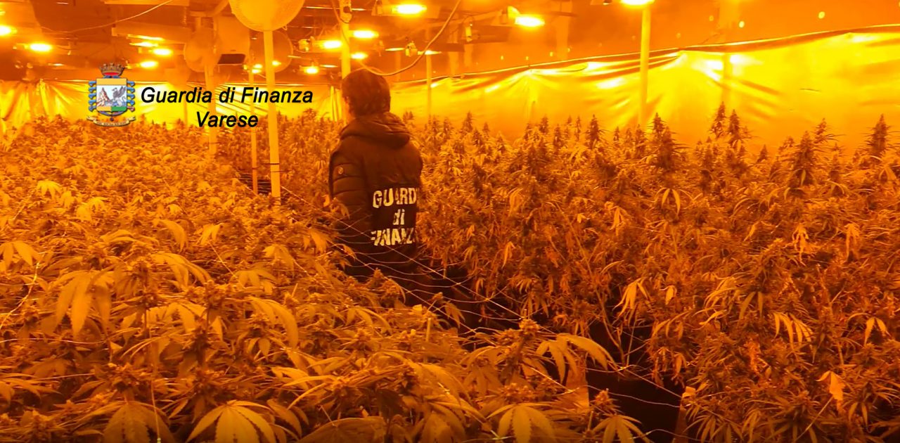Due serre di marijuana sequestrate: oltre 1700 piante e 40kg di infiorescenze trovate VIDEO
