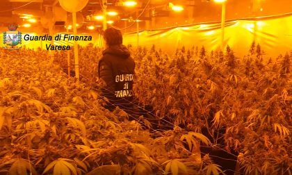 Due serre di marijuana sequestrate: oltre 1700 piante e 40kg di infiorescenze trovate VIDEO