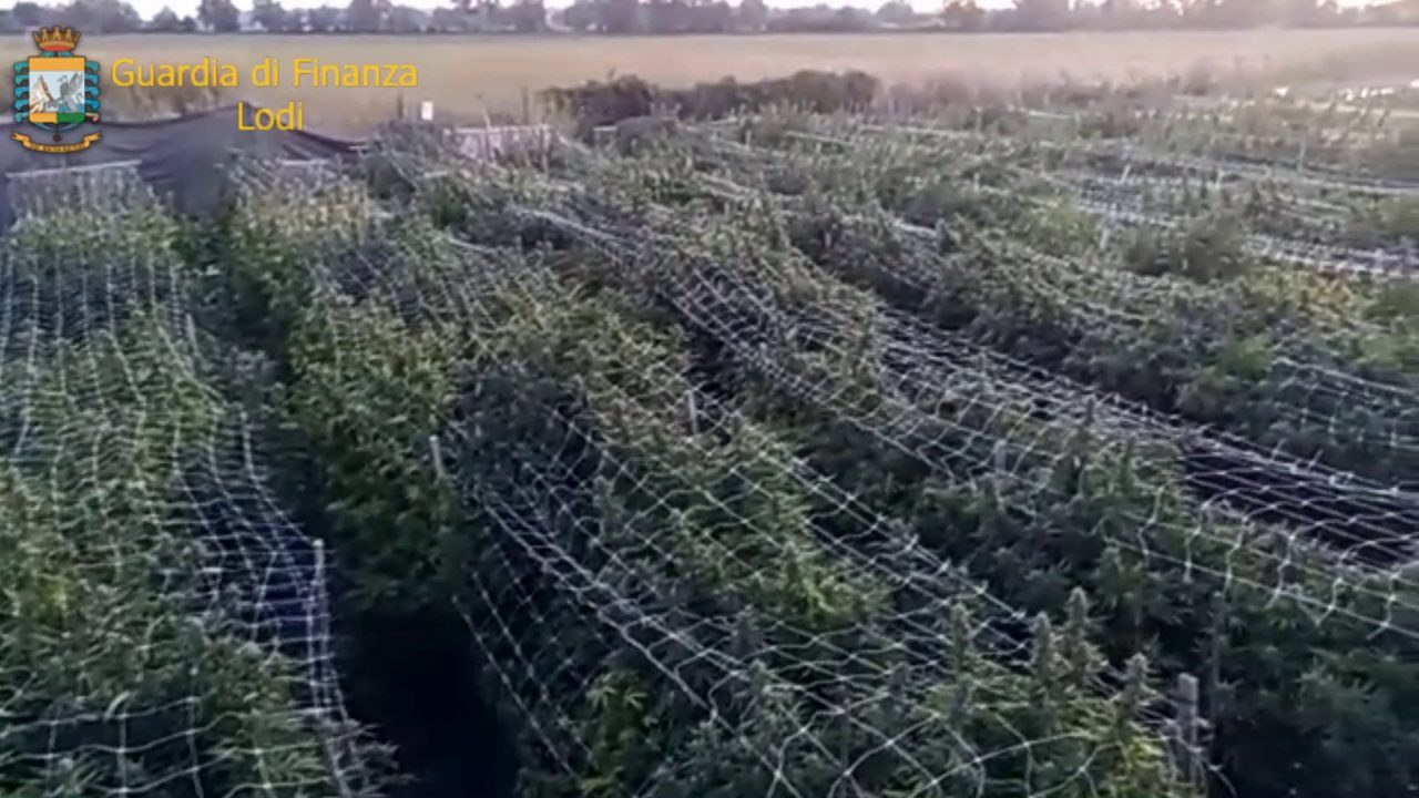 Sequestrata nel Lodigiano la più grande piantagione di marijuana in Italia: più di 115mila piante