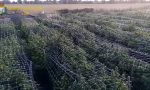 Sequestrata nel Lodigiano la più grande piantagione di marijuana in Italia: più di 115mila piante