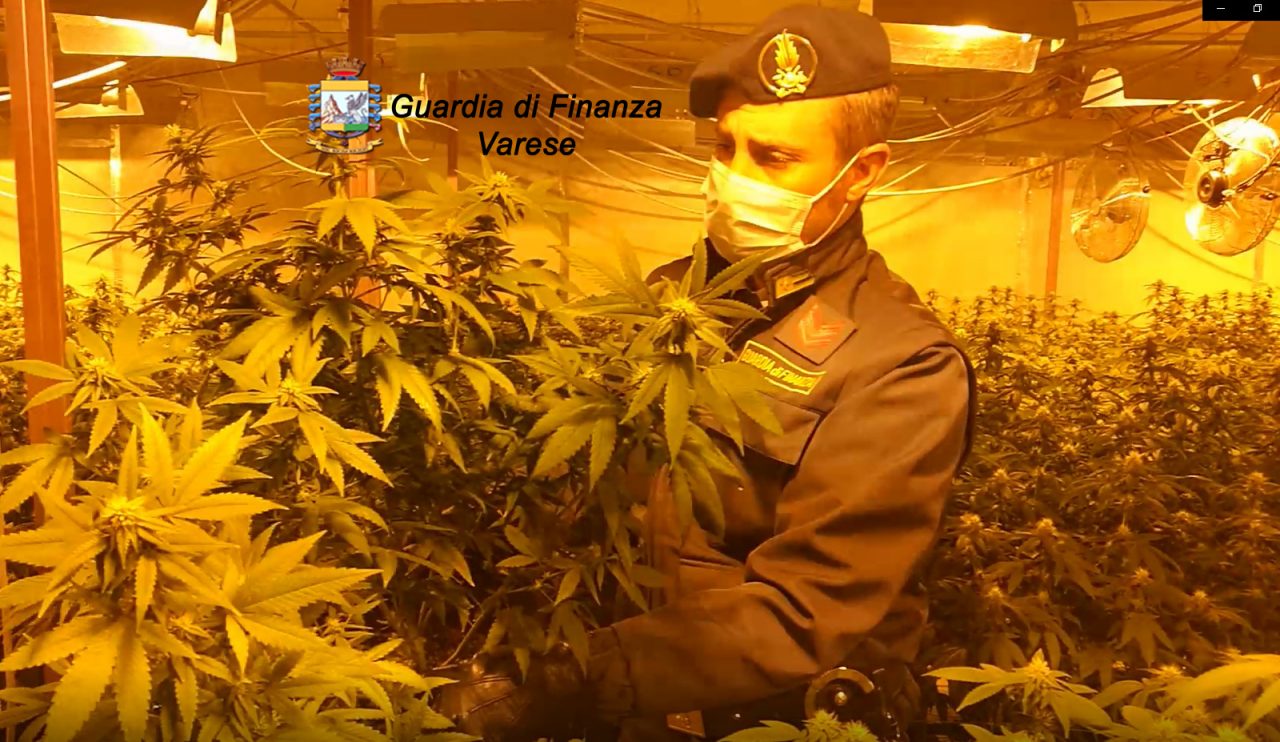 due serre di marijuana sequestrate