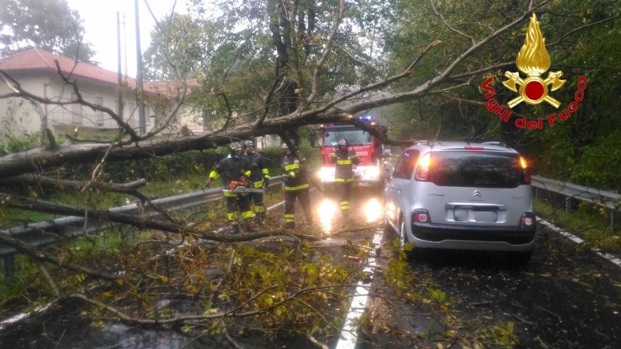 Pianta sradicata colpisce un’auto in transito