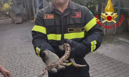 Sorpresa choc:  si ritrova un pitone reale nel giardino di casa