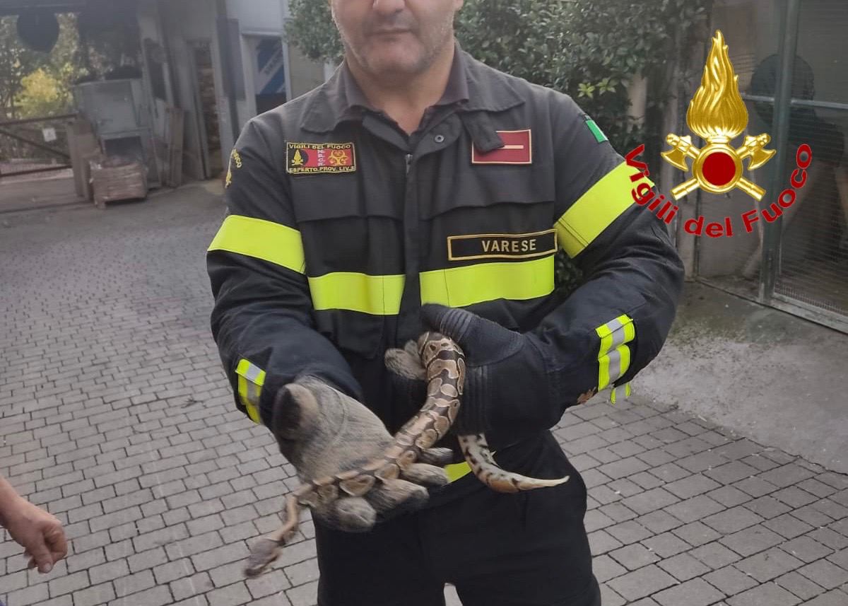 Sorpresa choc:  si ritrova un pitone reale nel giardino di casa
