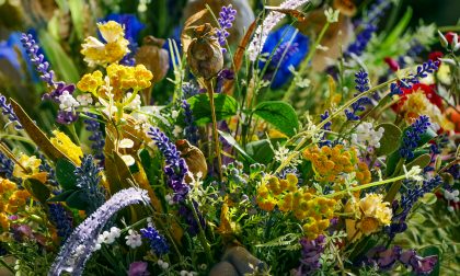 Floricoltura in crisi nera: crollo delle vendite anche a Ognissanti