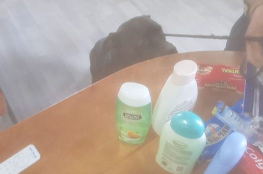 Per otto mesi hanno vissuto in auto, oggi Pietro e Cream hanno una casa