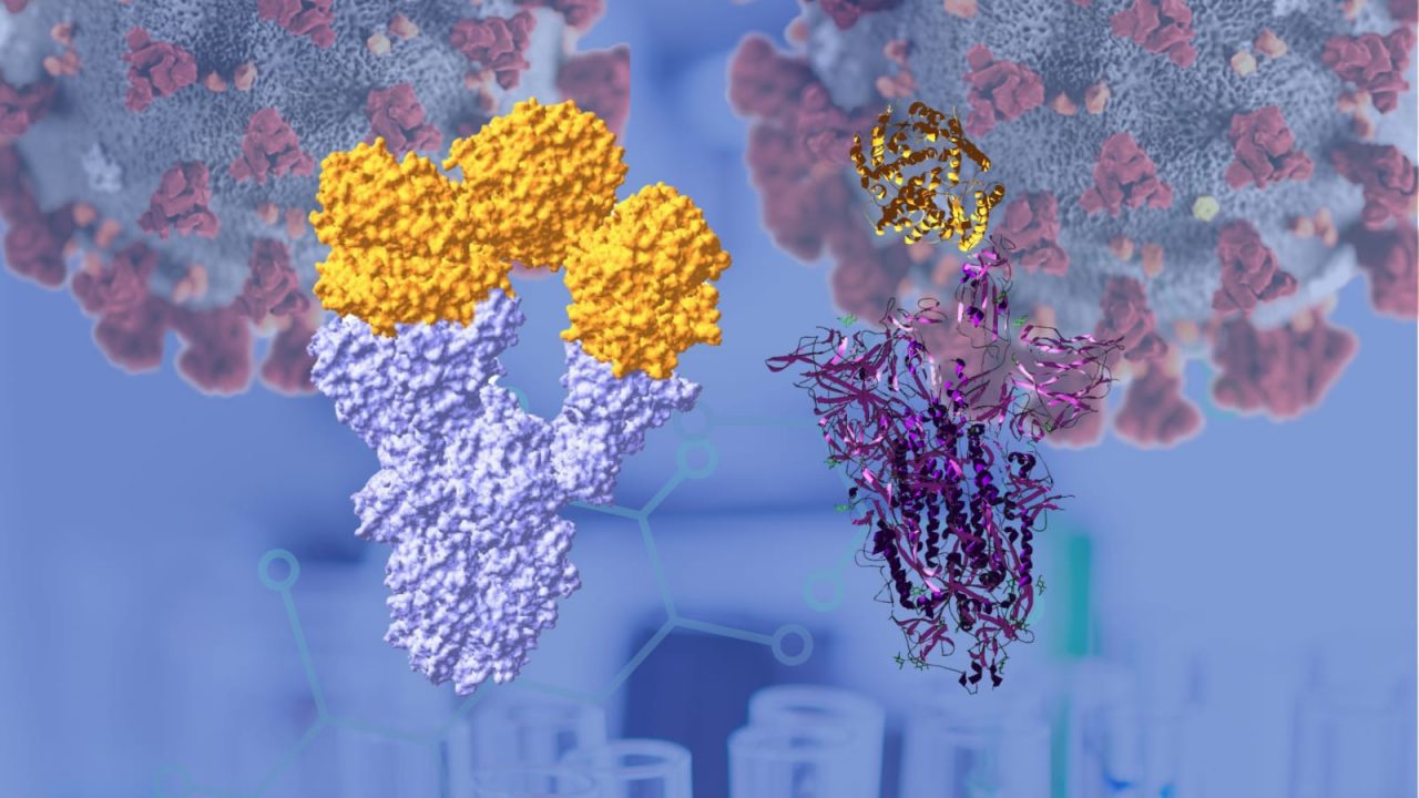 Passo in avanti nella ricerca: all’Insubria ricreata la proteina Spike del coronavirus