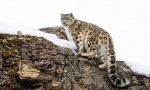 Un anno alla scoperta degli animali più rari con il Calendario CITES 2021-VIDEO