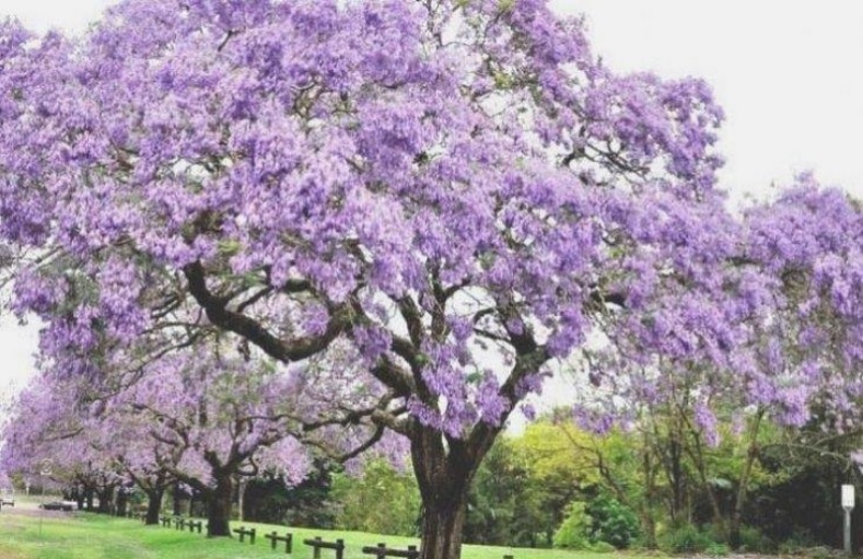 Nascerà un Bosco del Respiro a Olgiate: un albero di Paulownia per ogni vittima del Covid