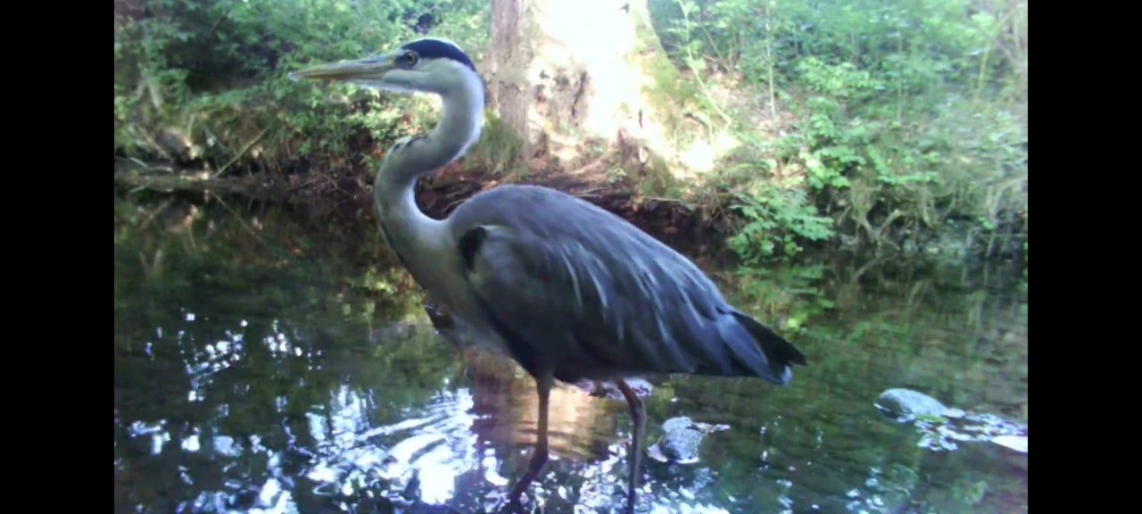 Un anno nel Parco del Lura: il video con tutte le “star” catturate dalle fototrappole VIDEO