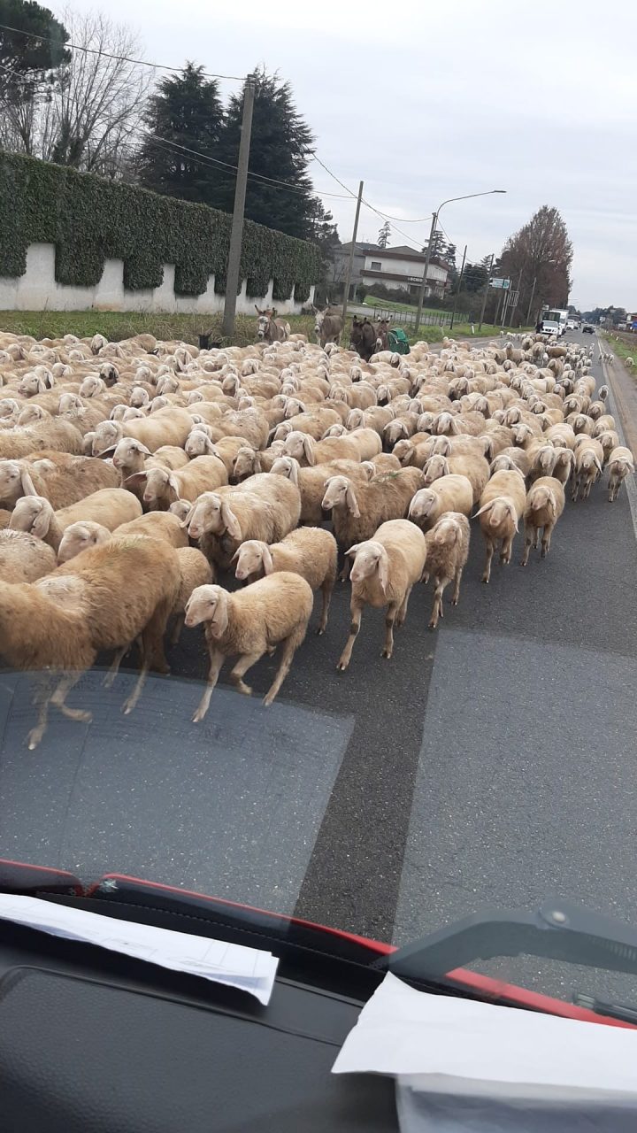 Limido: inaspettata “invasione” .. di pecore FOTO