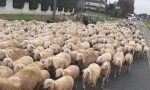 Limido: inaspettata "invasione" .. di pecore FOTO