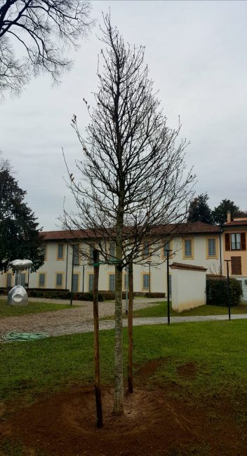 quercia origgio domenico ambrosini