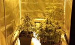 Coltivava ed essiccava marijuana in casa, arrestato 22enne di Busto domiciliato a San Vittore Olona