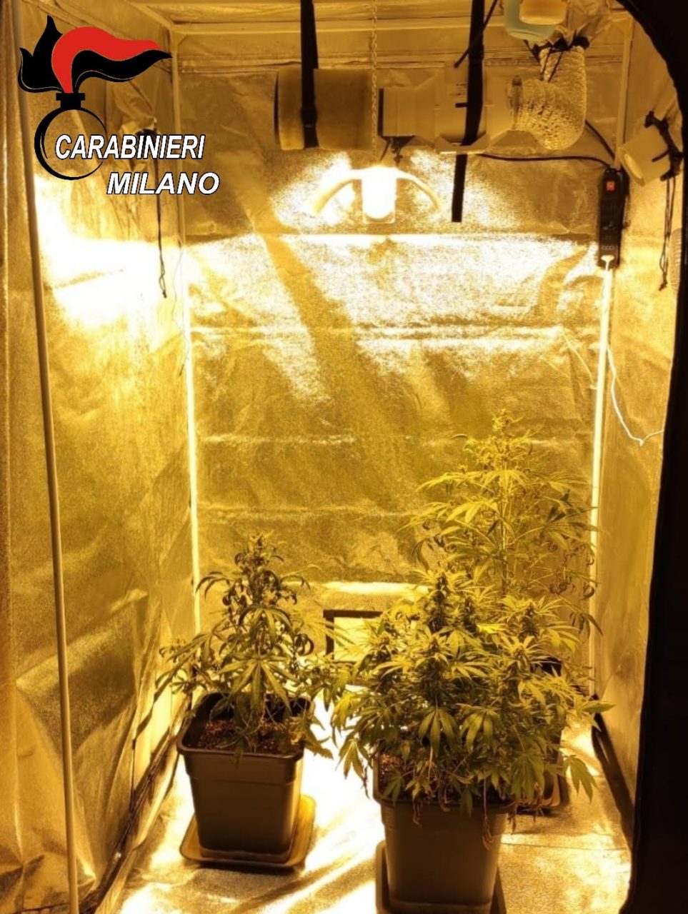 coltivava ed essiccava marijuana in casa