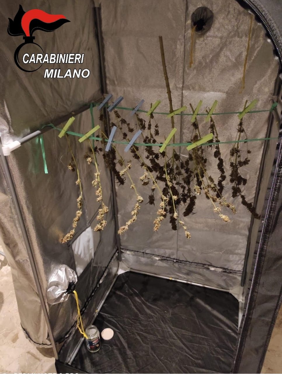 coltivava ed essiccava marijuana in casa