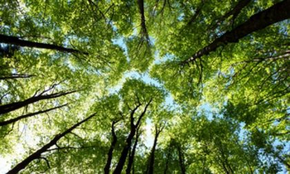 Recovery Fund, Coldiretti: "Puntare sul verde con le foreste urbane"