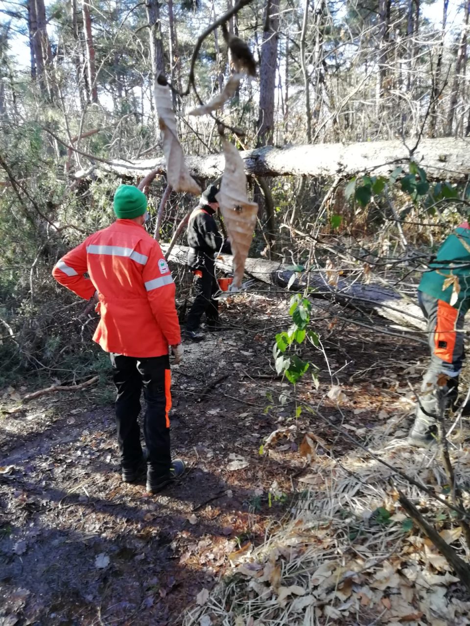 La squadra Anti Incendio boschivo al lavoro per liberare i sentieri dagli alberi caduti