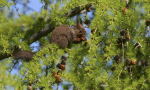 Varese, scoiattoli rossi stressati dalla vita in città: via al progetto dell'Insubria