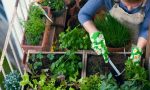 Orti urbani, non si può perdere un’altra primavera