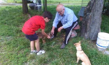 Valtellina: nonno e nipote salvano e adottano un cucciolo di capriolo, ma la “legge” glielo strappa via