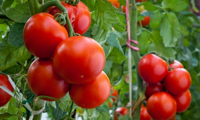 Orto in casa, i nostri consigli: attenzione al freddo e all’acqua, ricordatevi il tutore e la potatura