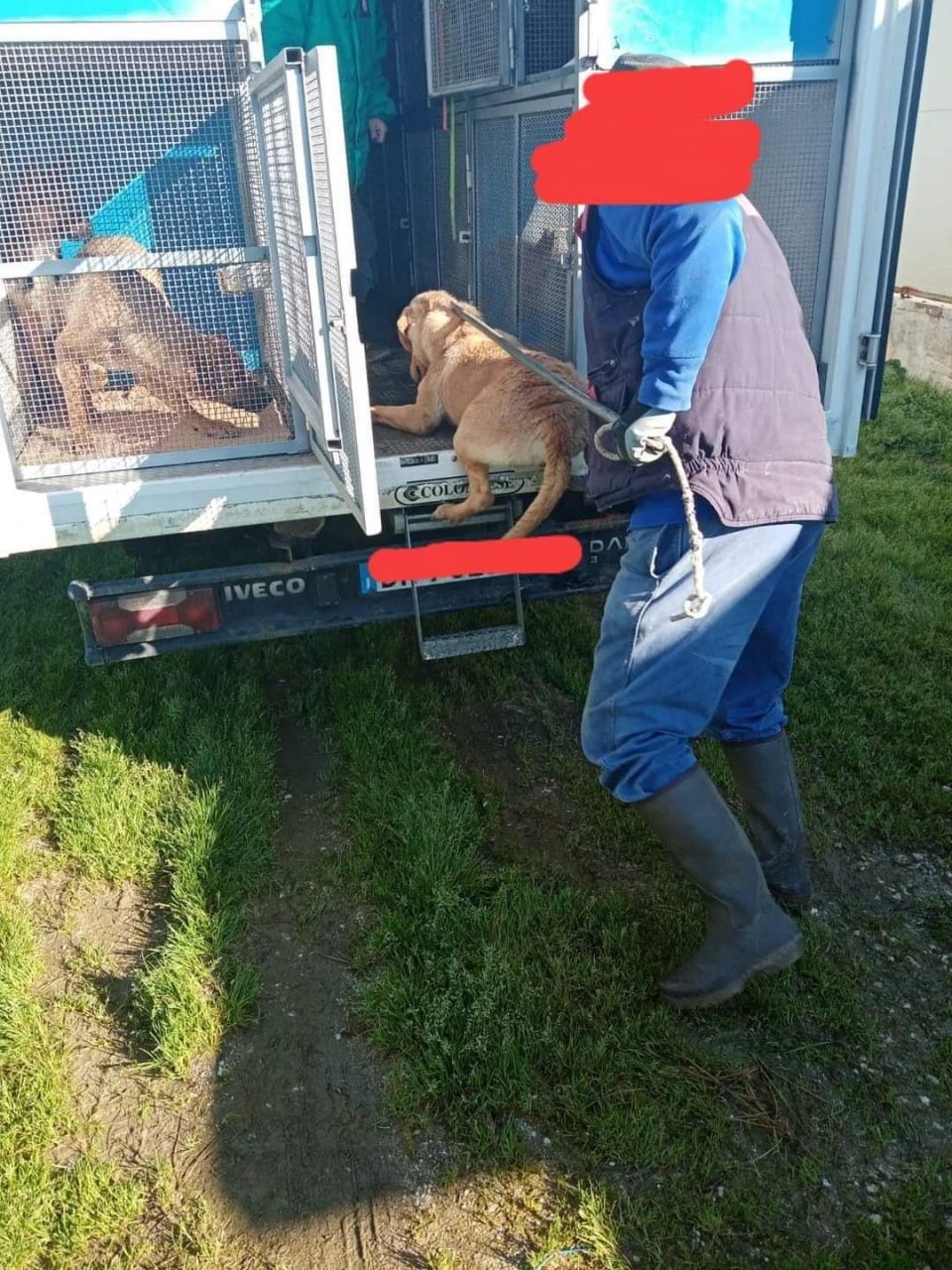 Canile lager con 500 cani a Caserta, 30 sono ricoverati a Uboldo
