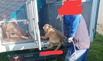 Canile lager con 500 cani a Caserta, 30 sono ricoverati a Uboldo