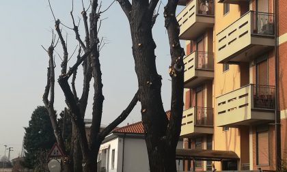 Potature e tagli degli alberi: il progetto pluriennale