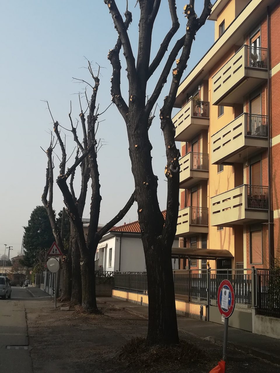 Potature e tagli degli alberi: il progetto pluriennale